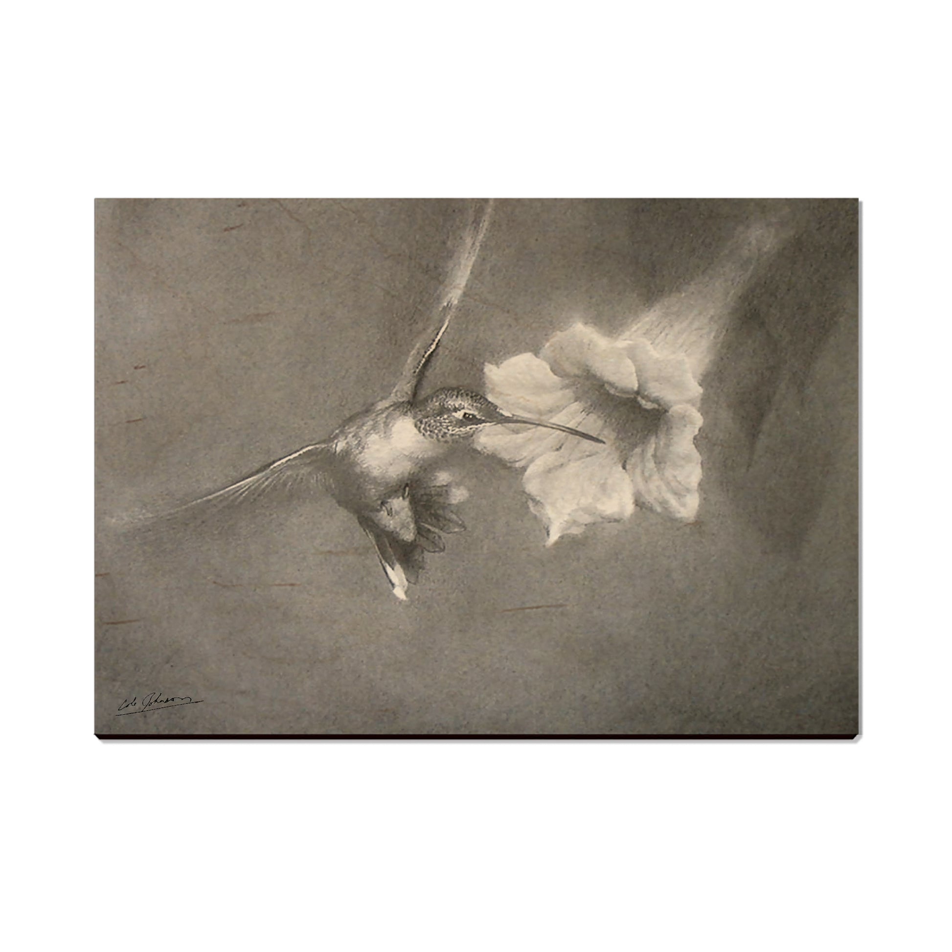 Johnson's Vintage Hummingbird - Small Art & Gift Postcard (5pk // $2.40ea)