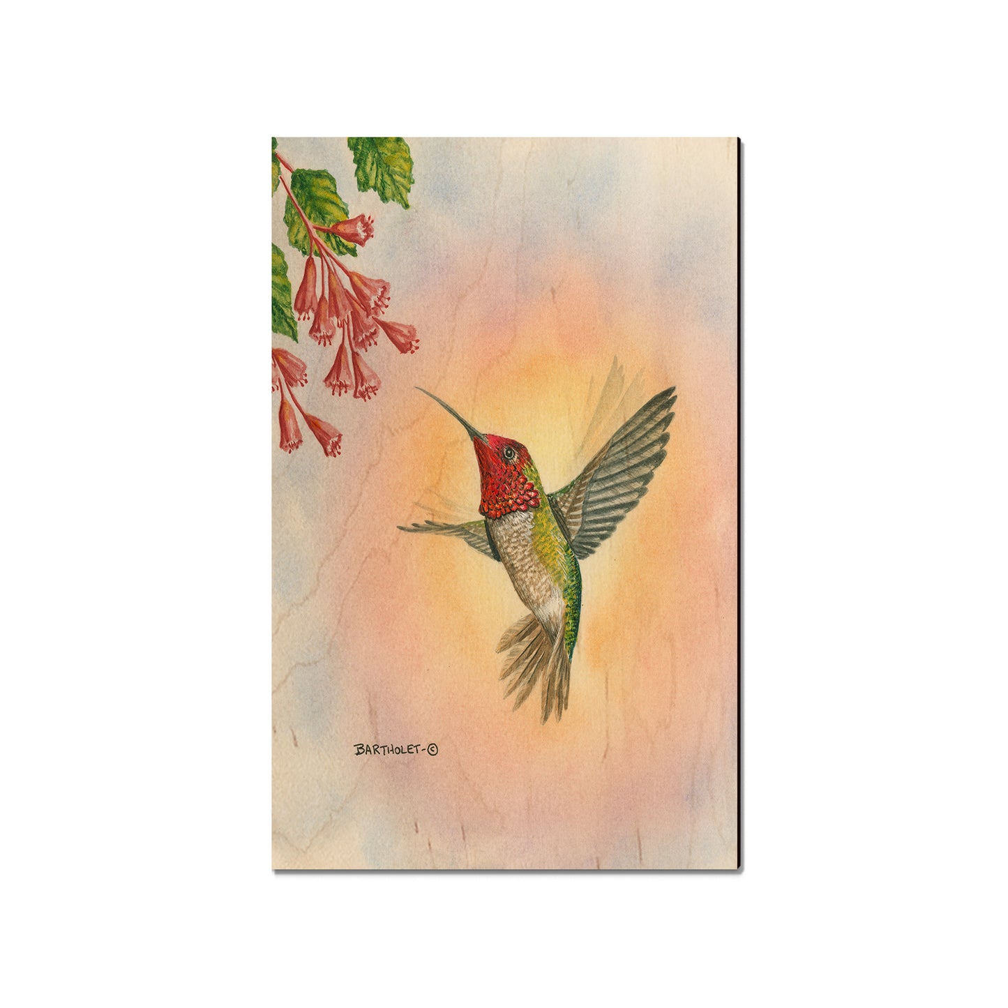 Bartholet's Anna Hummingbird  - Classic Edge