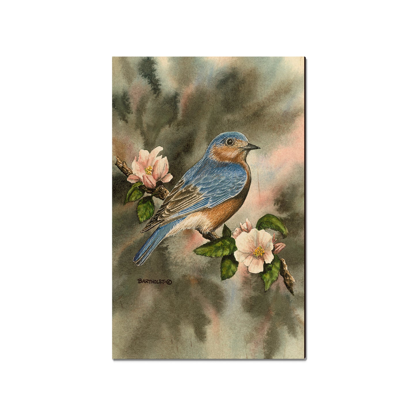 Bartholet's Bluebird  - Classic Edge
