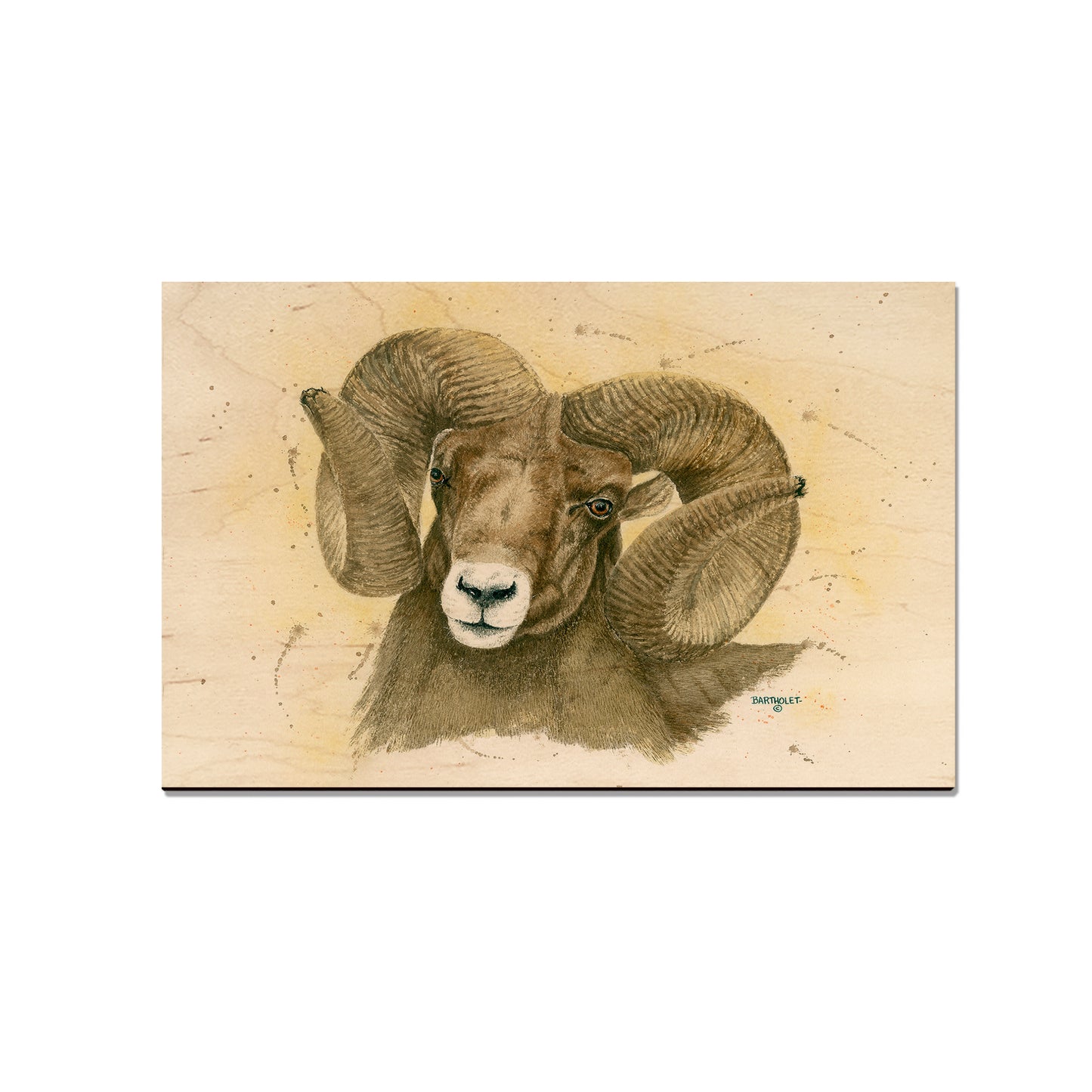 Bartholet's Big Horn  - Classic Edge
