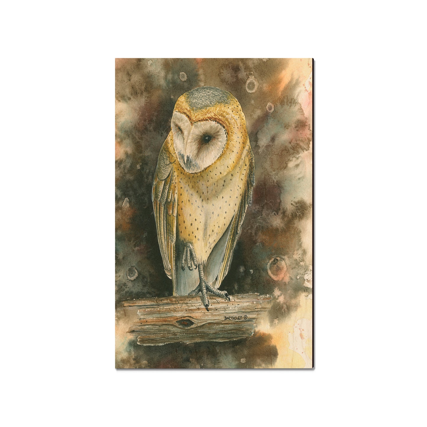 Bartholet's Barn Owl  - Classic Edge