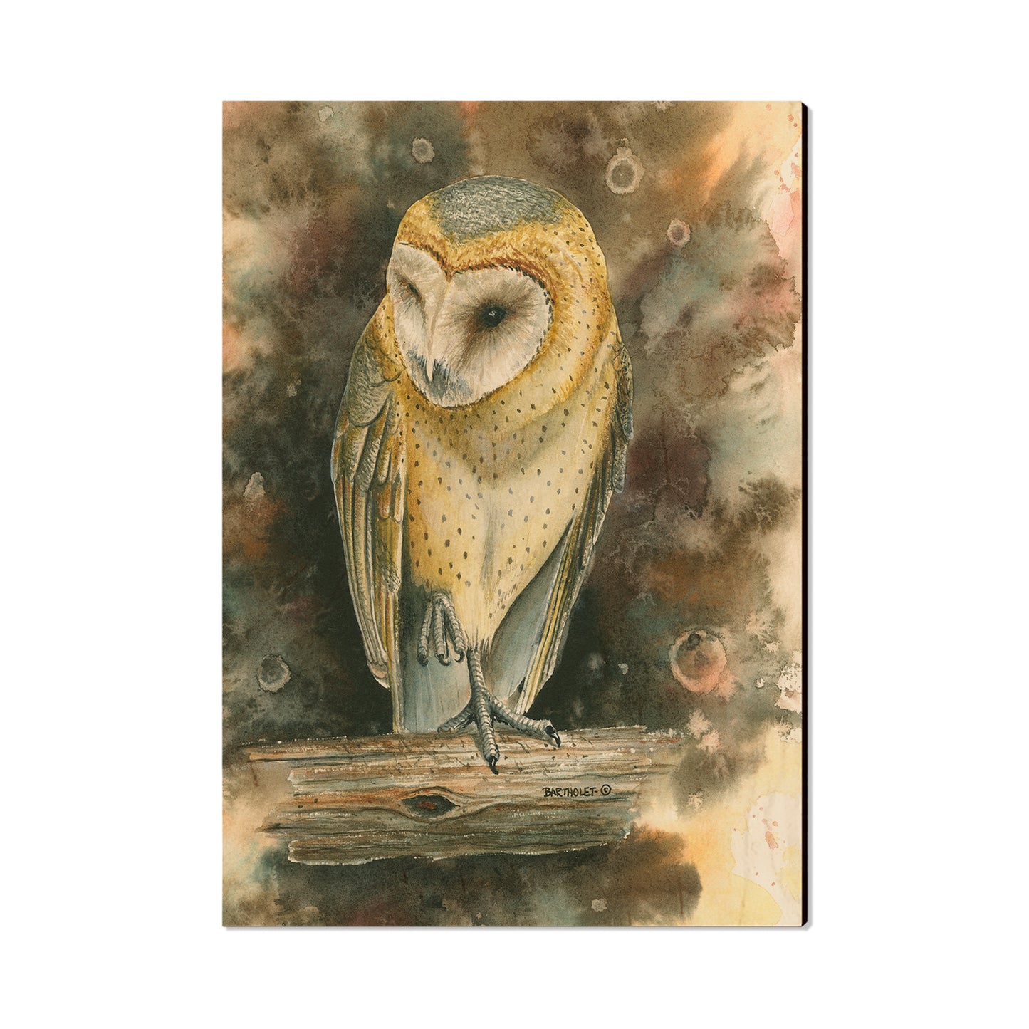 Bartholet's Barn Owl  - Classic Edge