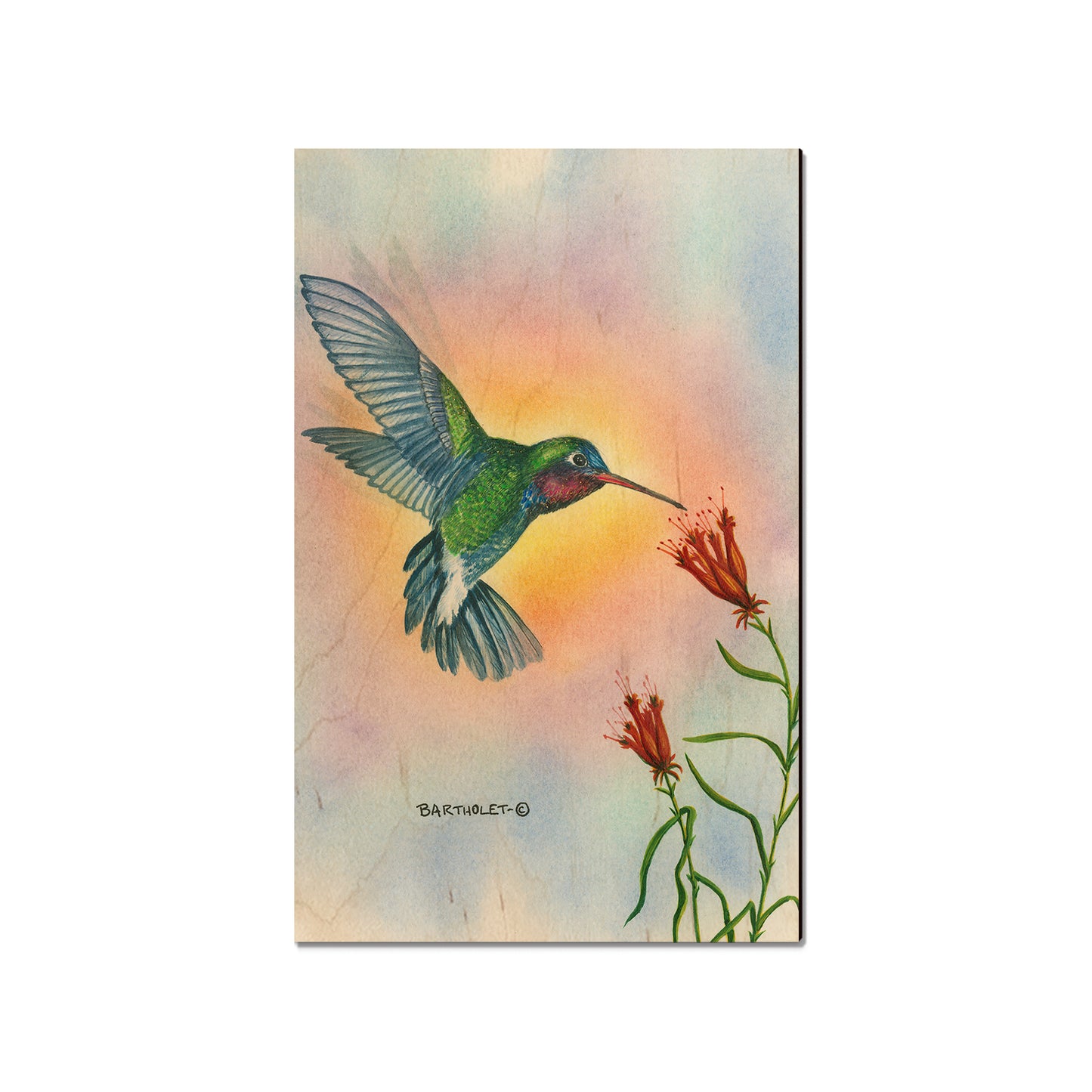 Bartholet's Broad Bill  - Classic Edge