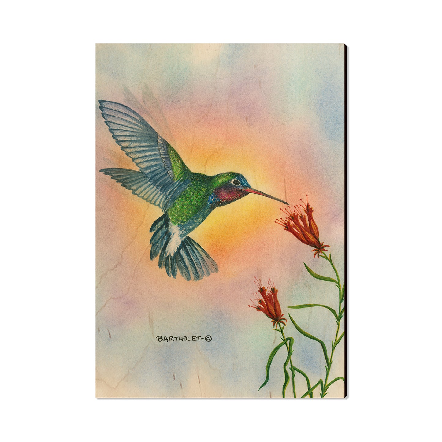 Bartholet's Broad Bill  - Classic Edge