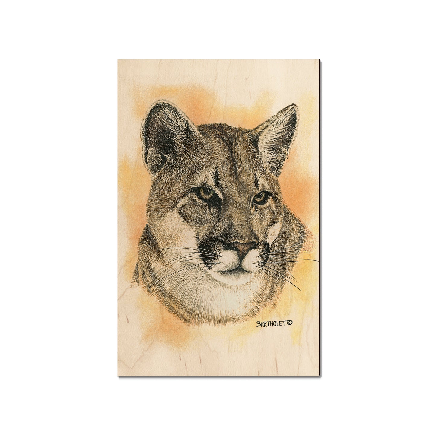 Bartholet's Cougar  - Classic Edge