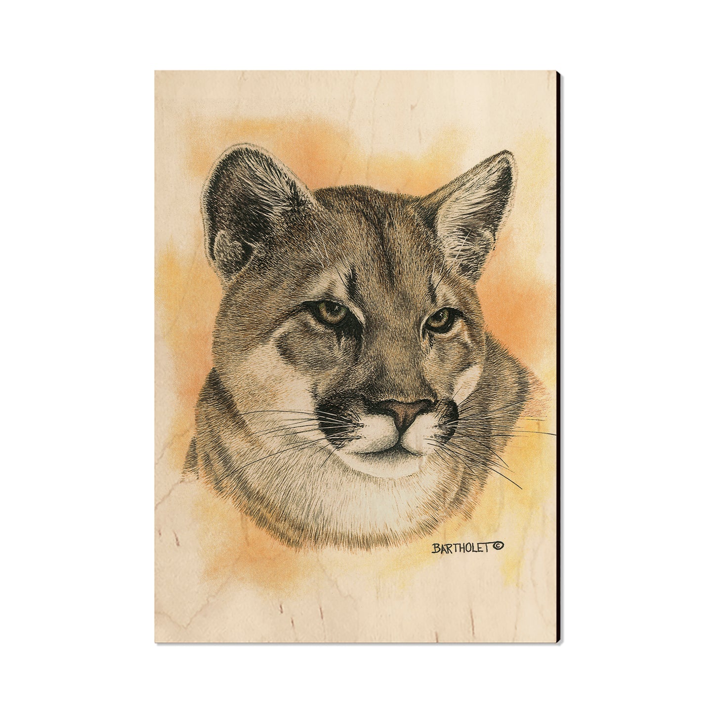 Bartholet's Cougar  - Classic Edge