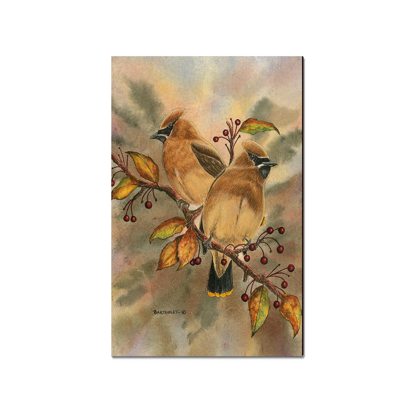 Bartholet's Cedar Waxwings  - Classic Edge