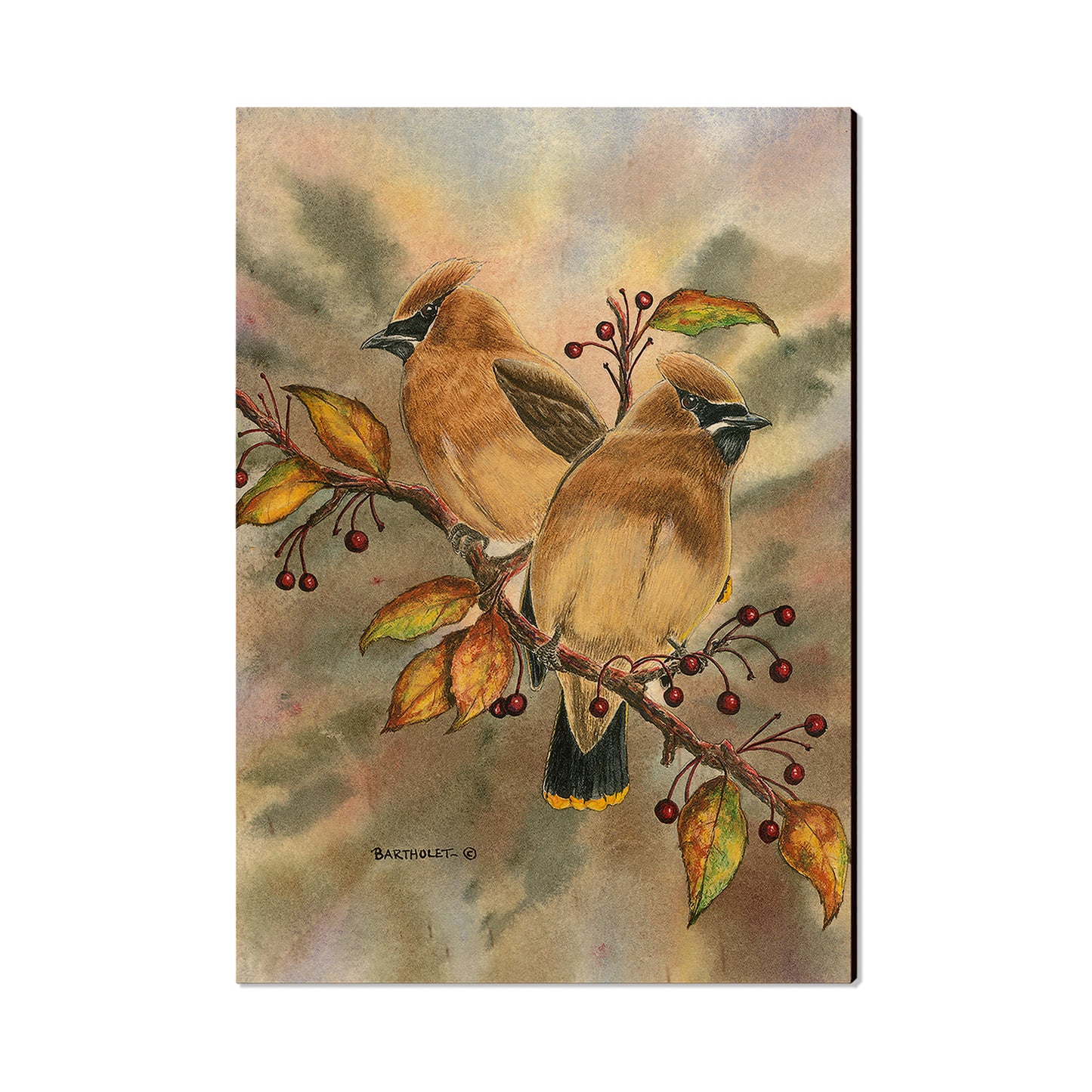 Bartholet's Cedar Waxwings  - Classic Edge