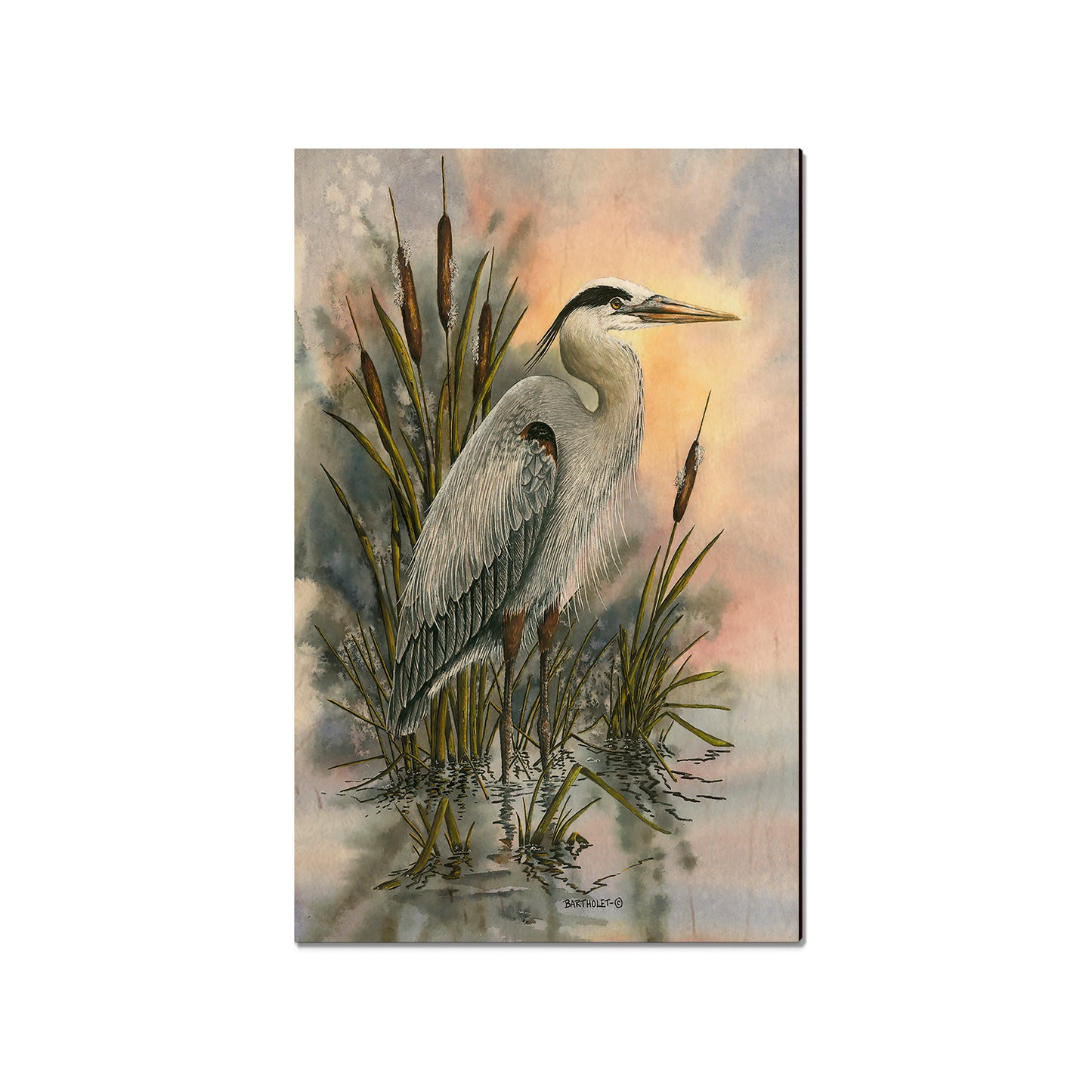 Bartholet's First Light Heron  - Classic Edge