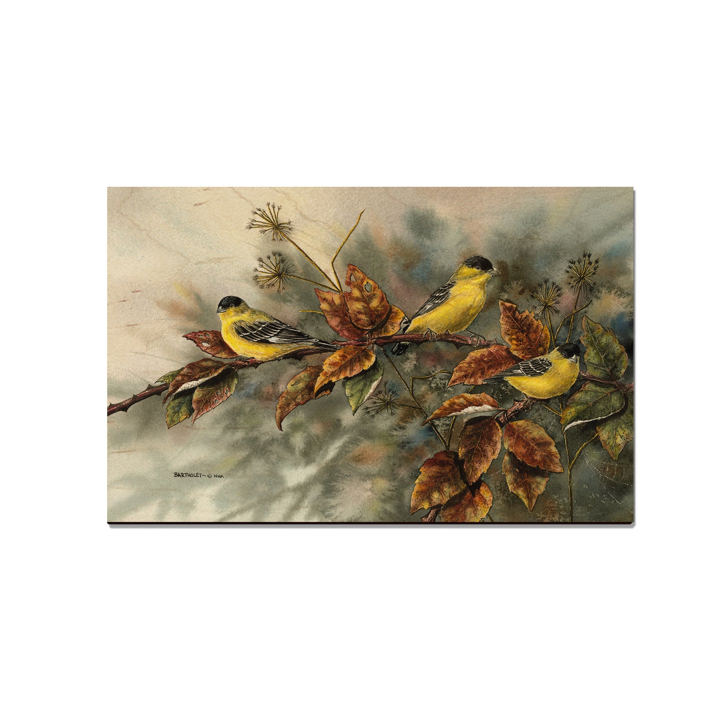 Bartholet's Gold Finches  - Classic Edge