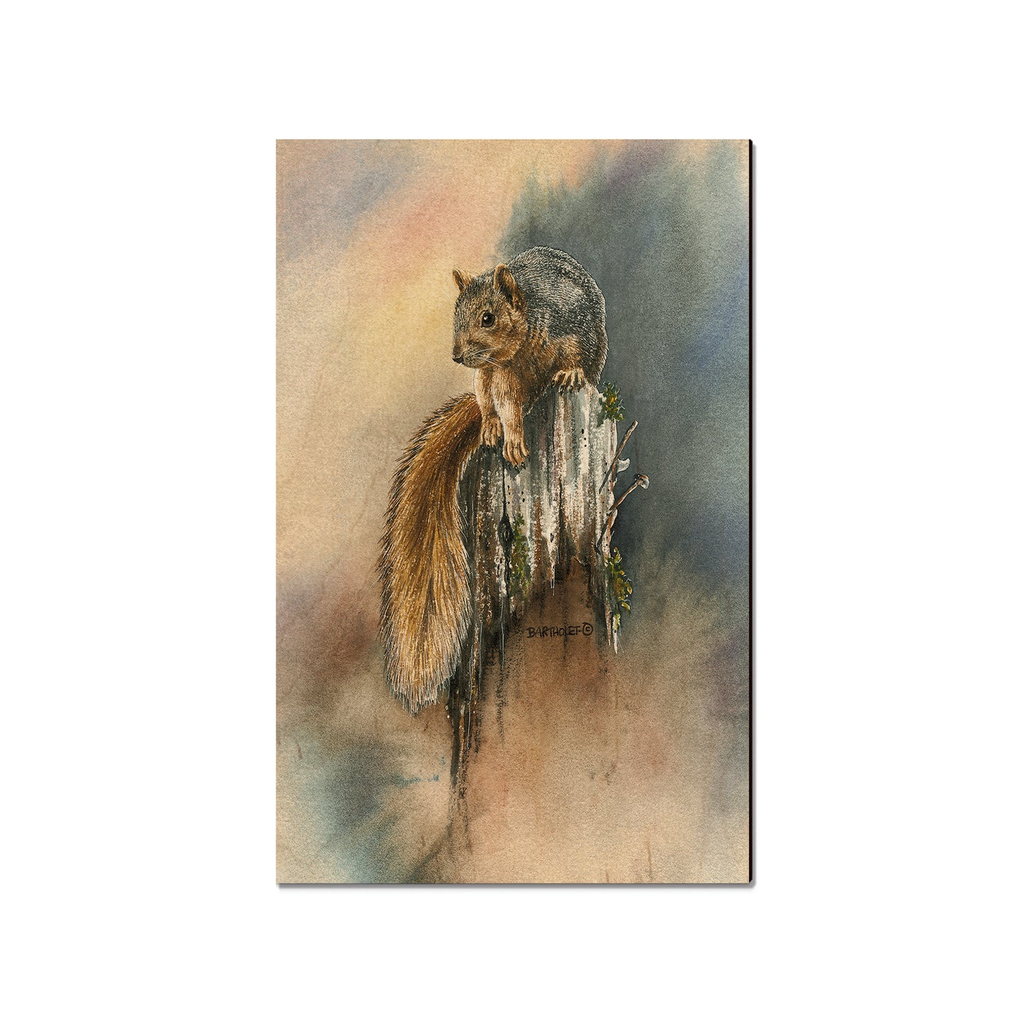 Bartholet's Grey Squirrel  - Classic Edge