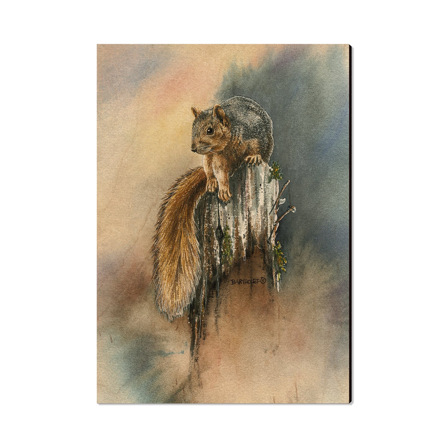 Bartholet's Grey Squirrel  - Classic Edge