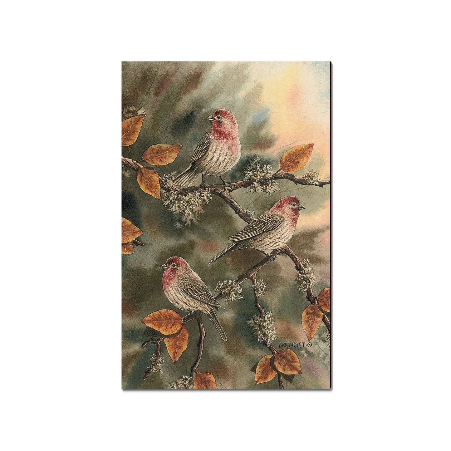 Bartholet's House Finches  - Classic Edge