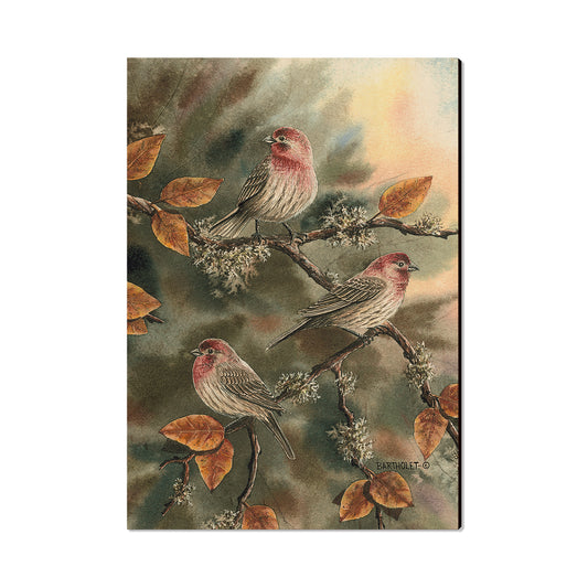 Bartholet's House Finches  - Classic Edge
