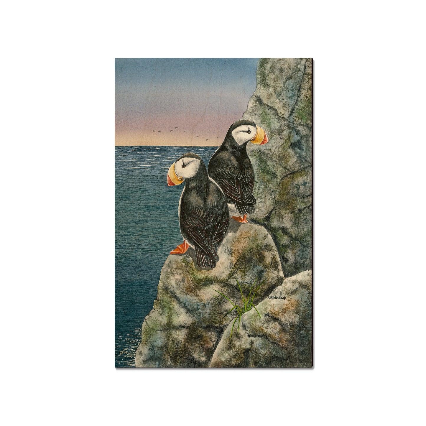 Bartholet's Horned Puffins  - Classic Edge