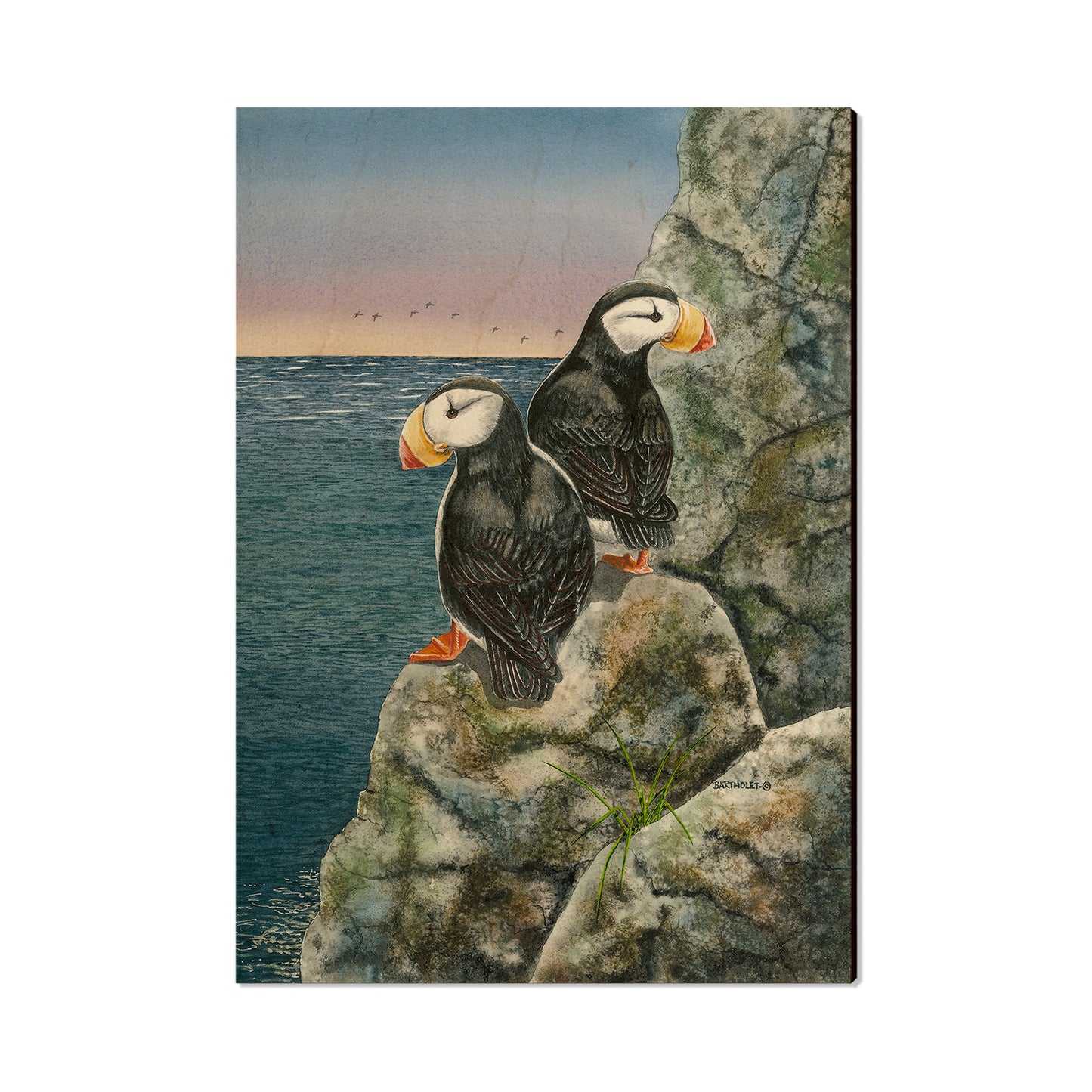 Bartholet's Horned Puffins  - Classic Edge