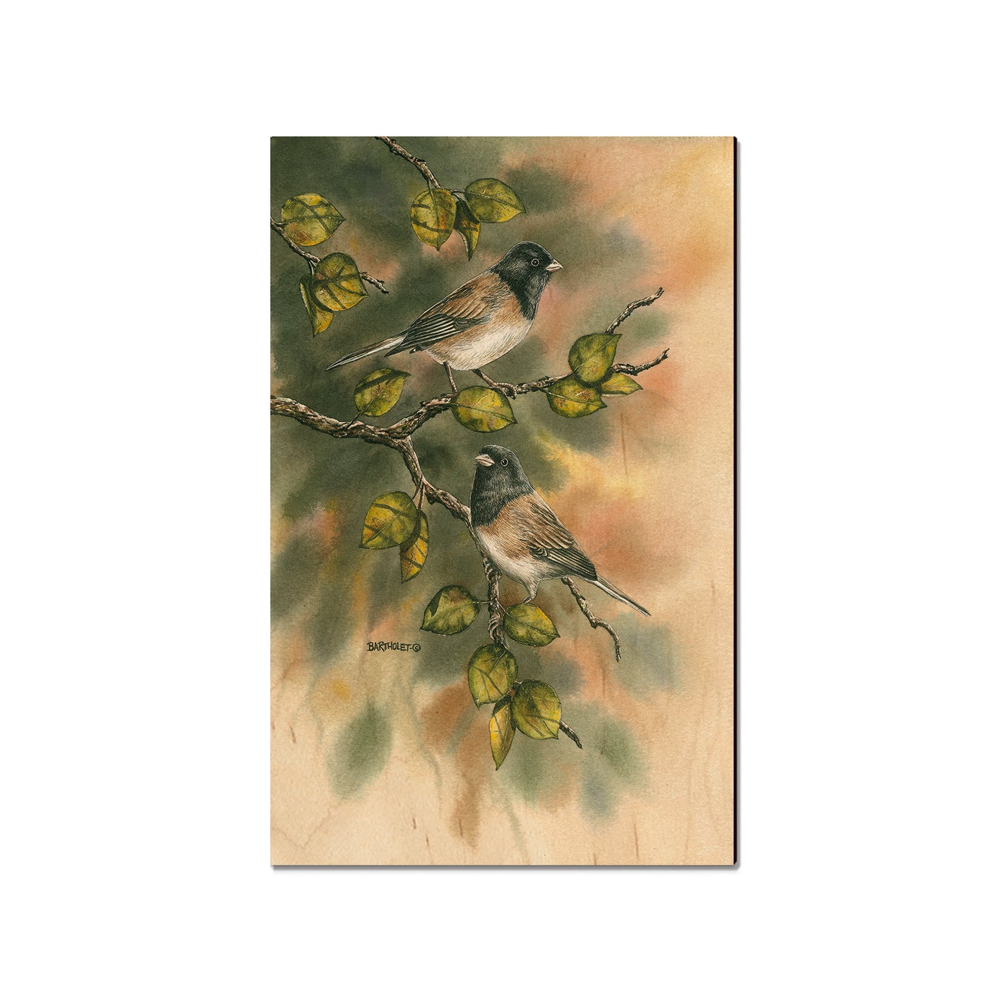 Bartholet's Juncos  - Classic Edge
