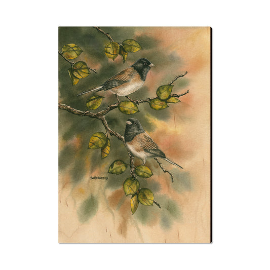 Bartholet's Juncos  - Classic Edge