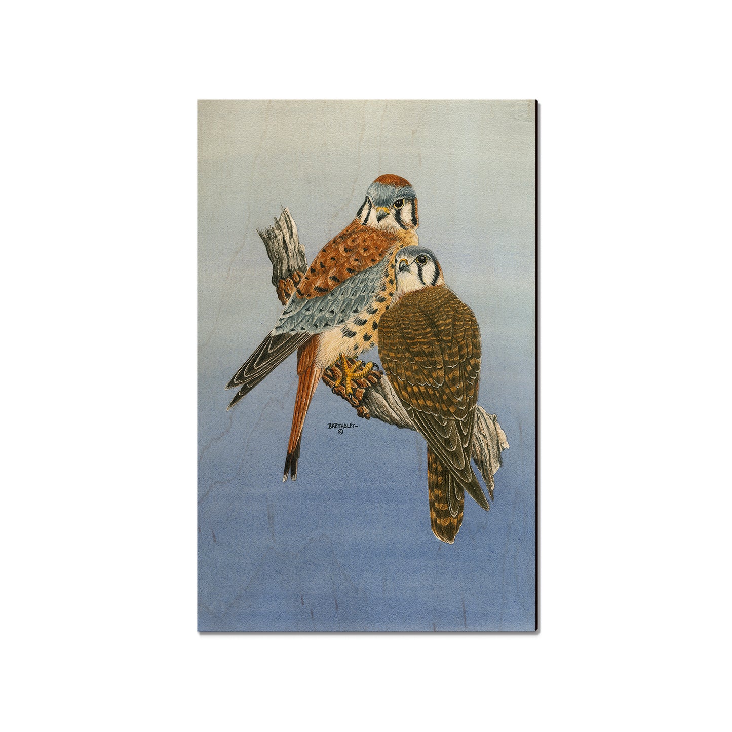 Bartholet's Kestrels  - Classic Edge