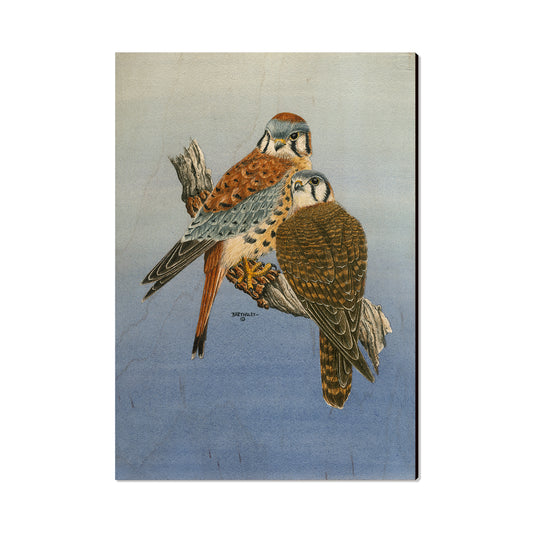 Bartholet's Kestrels  - Classic Edge