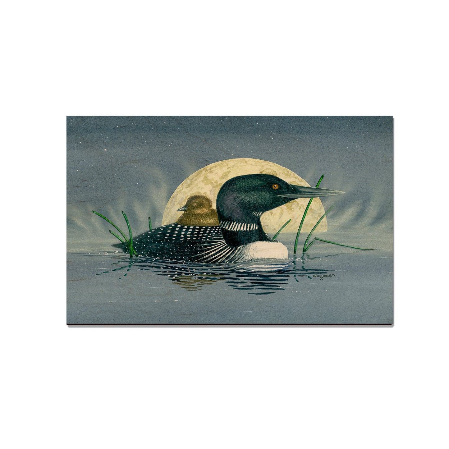 Bartholet's Loon Moon  - Classic Edge