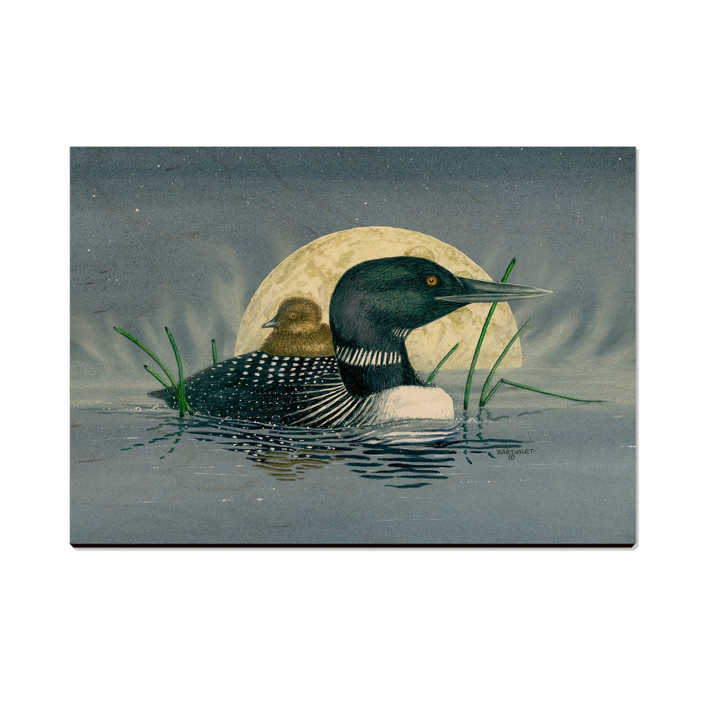 Bartholet's Loon Moon  - Classic Edge