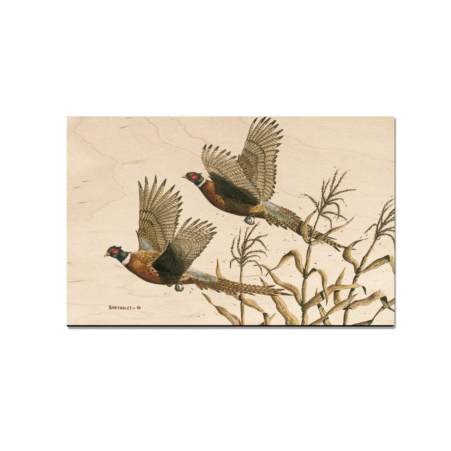 Bartholet's Long Tails  - Classic Edge