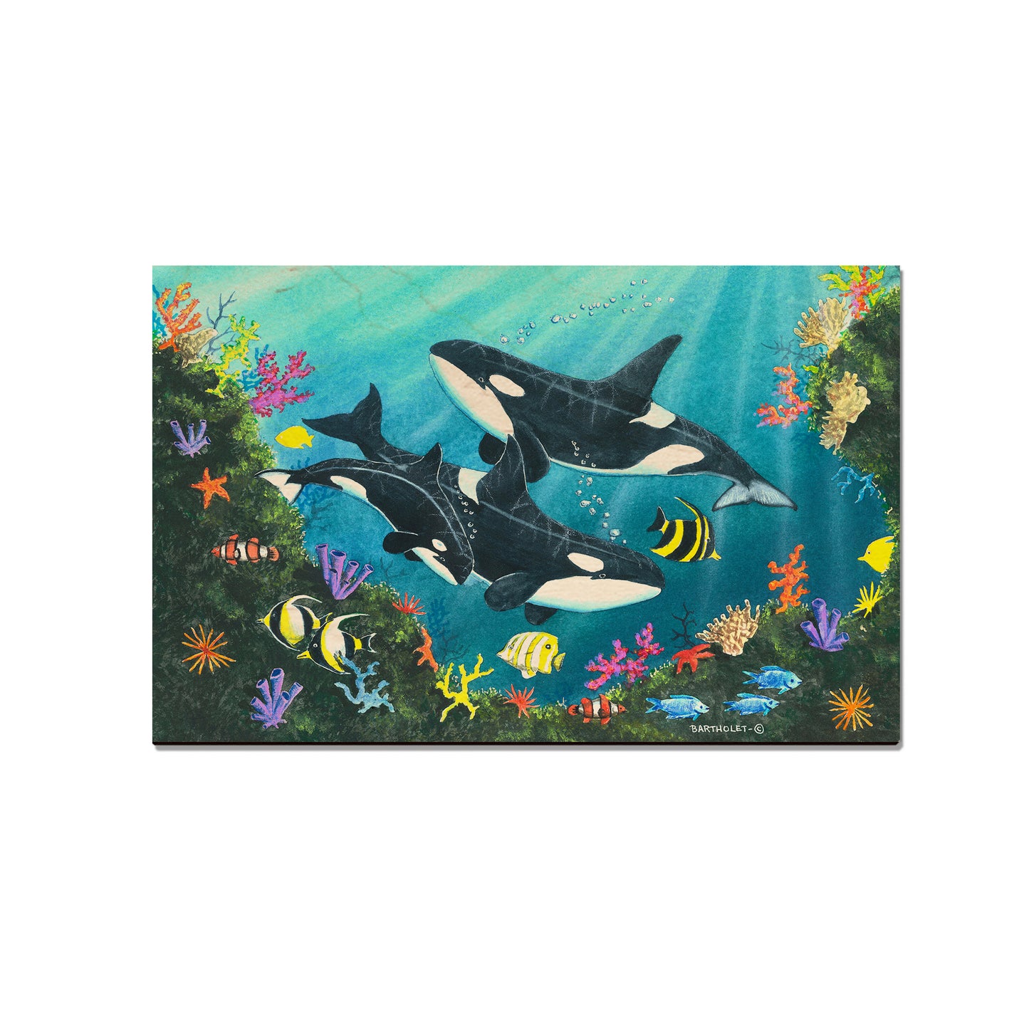 Bartholet's Orca Joy  - Classic Edge