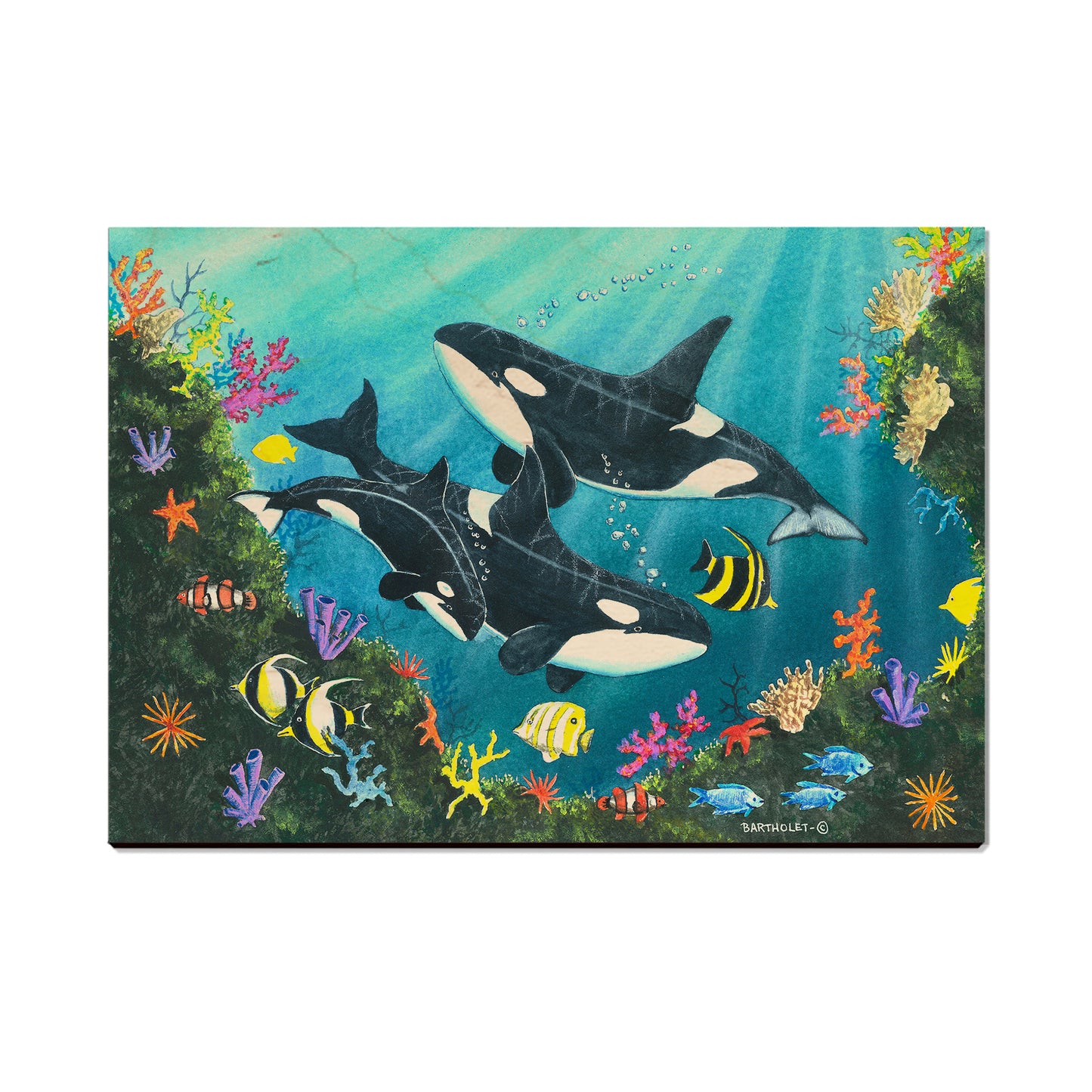 Bartholet's Orca Joy  - Classic Edge