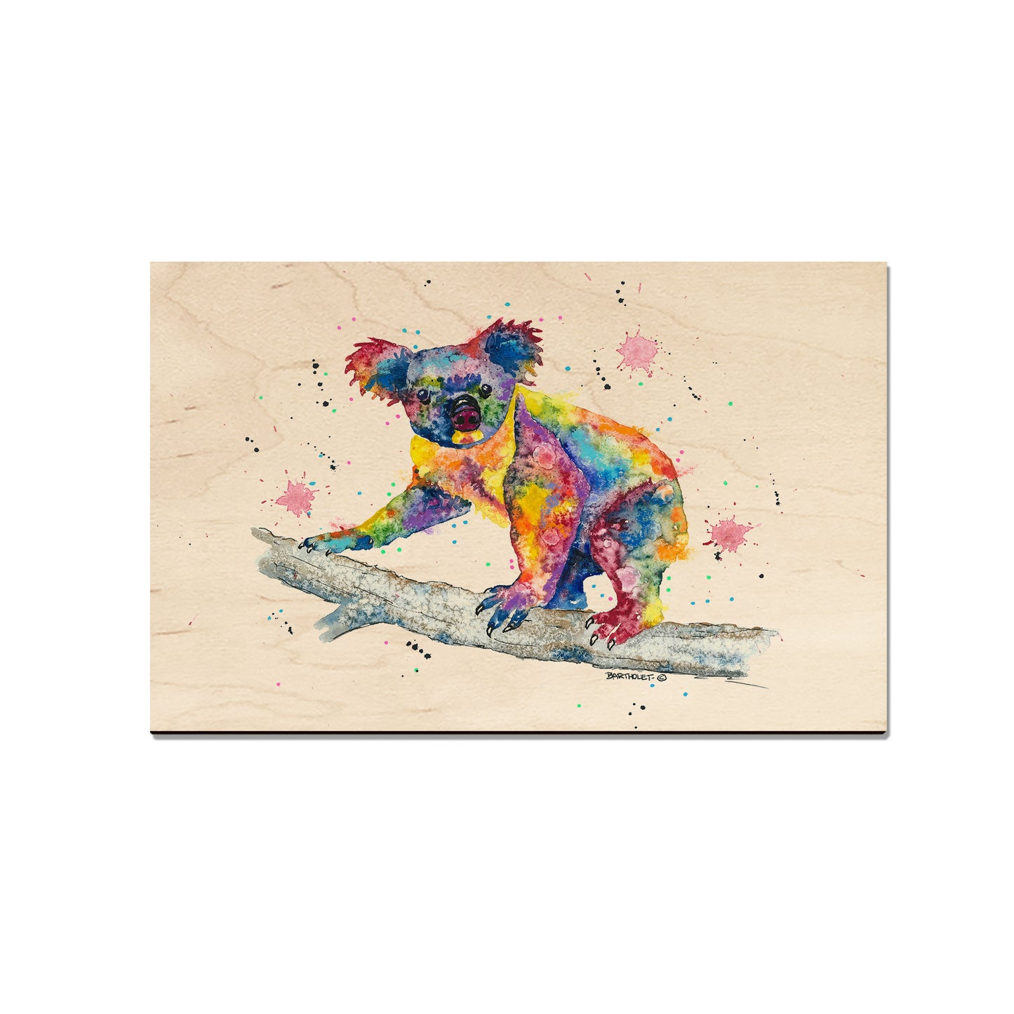 Bartholet's Rainbow Koala  - Classic Edge