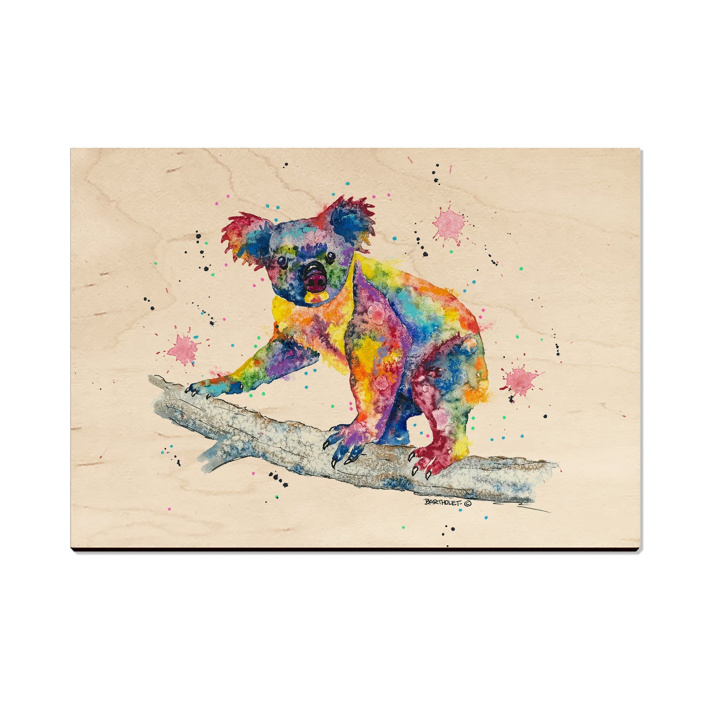 Bartholet's Rainbow Koala  - Classic Edge