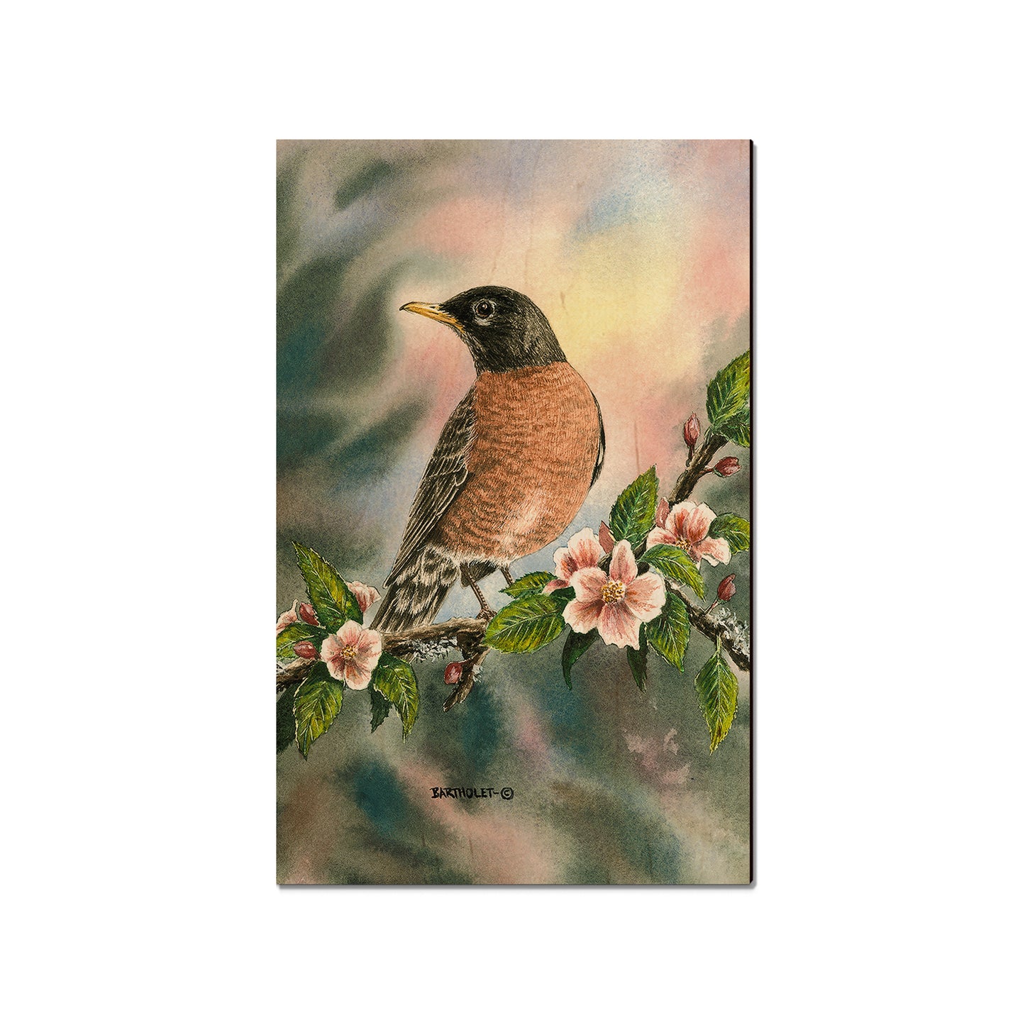 Bartholet's Robin  - Classic Edge