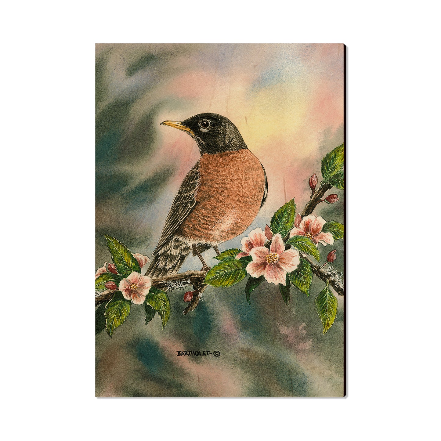 Bartholet's Robin  - Classic Edge