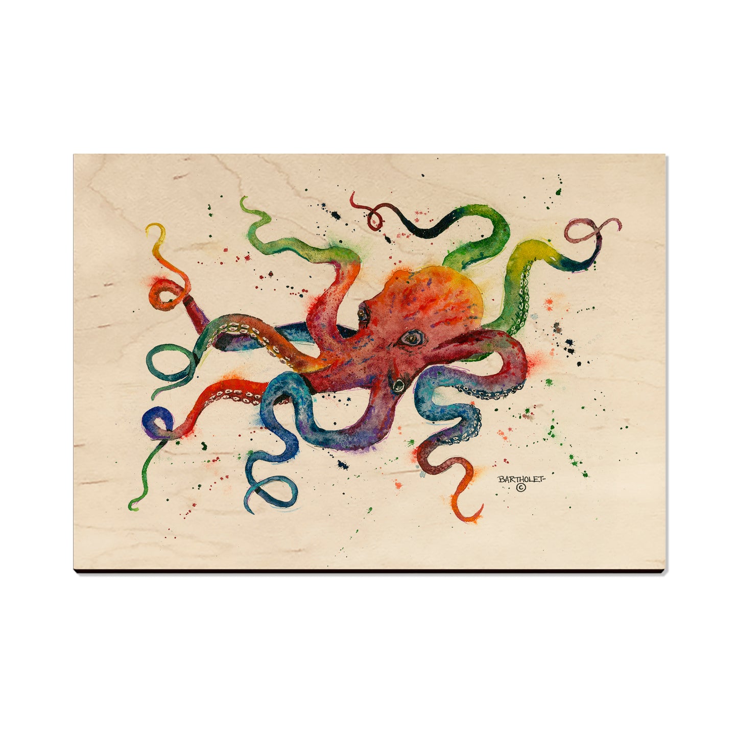 Bartholet's Rainbow Octopus  - Classic Edge