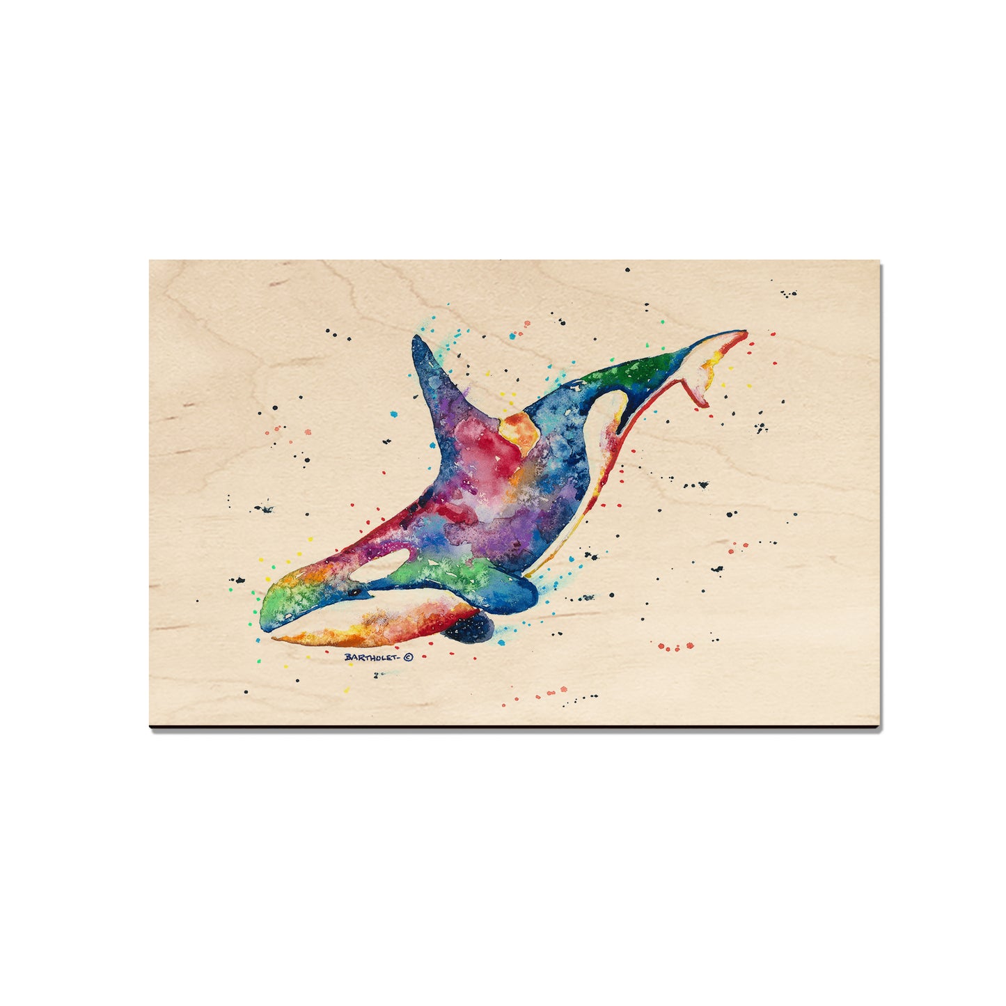 Bartholet's Rainbow Orca  - Classic Edge