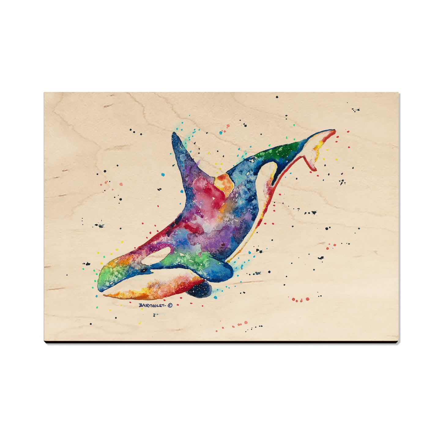 Bartholet's Rainbow Orca  - Classic Edge