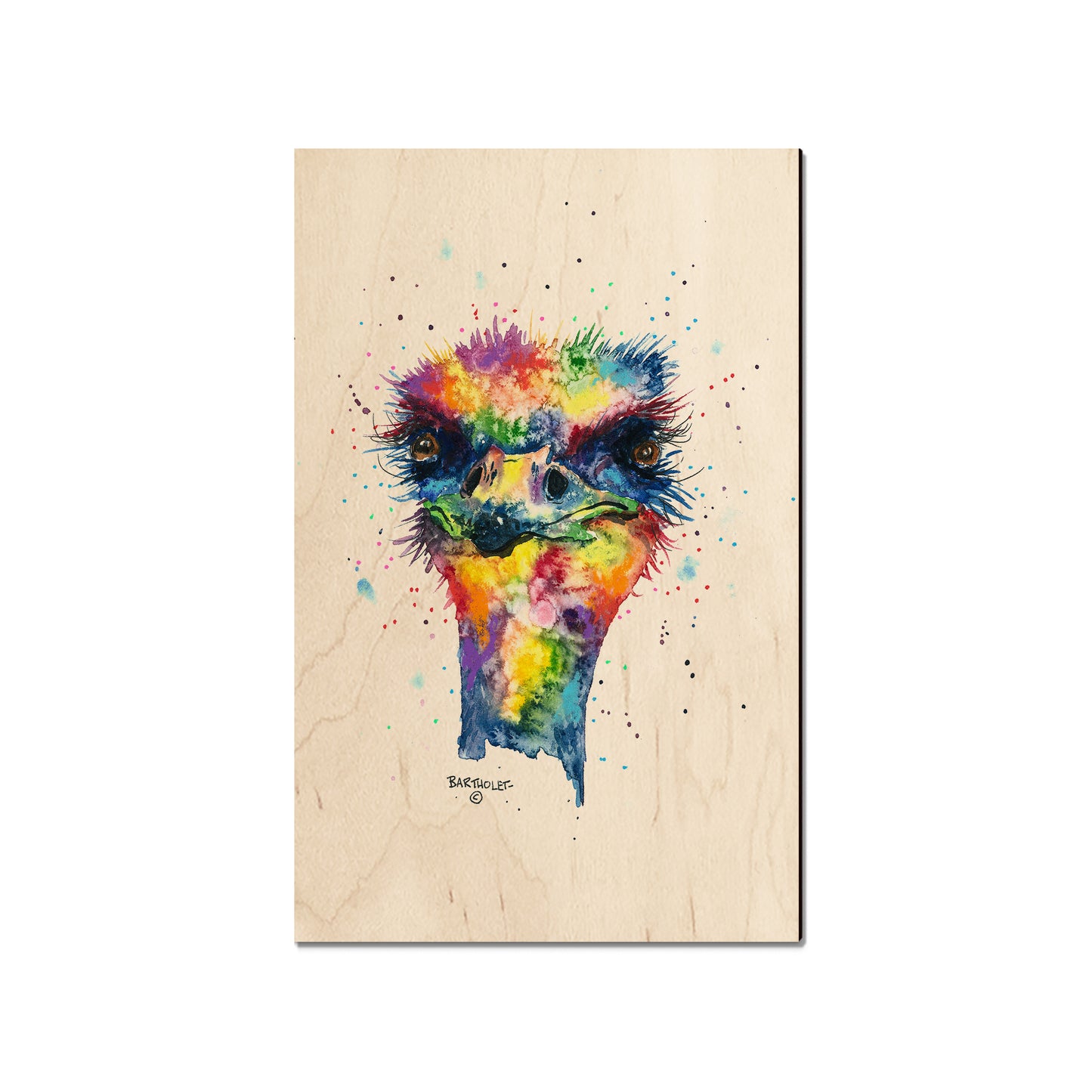 Bartholet's Rainbow Ostrich  - Classic Edge
