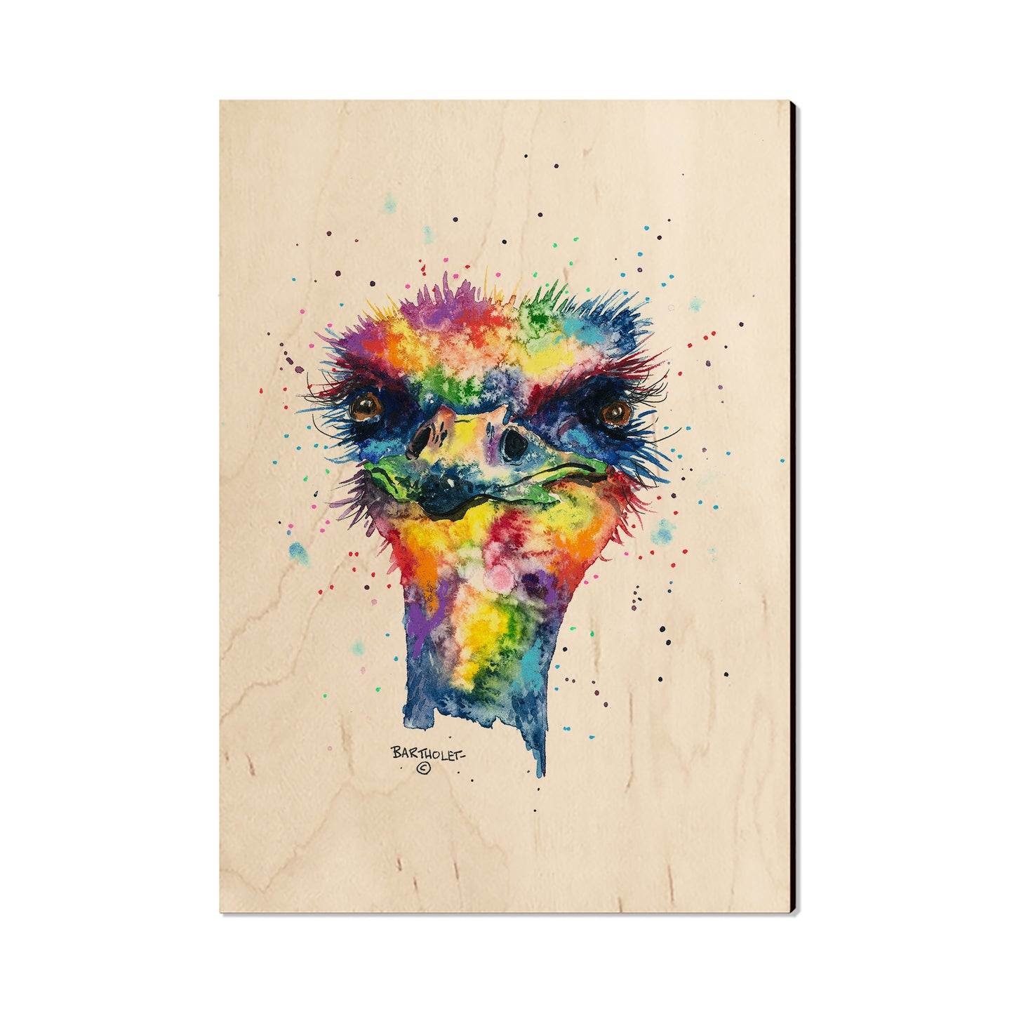 Bartholet's Rainbow Ostrich  - Classic Edge