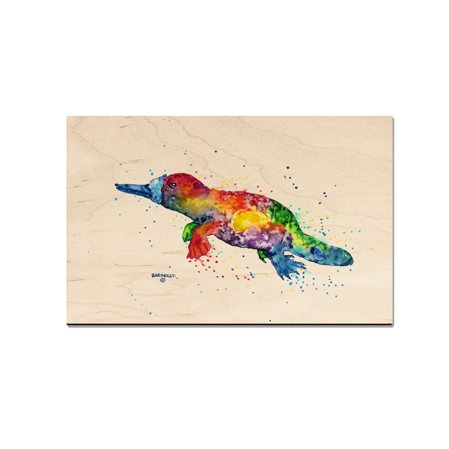 Bartholet's Rainbow Platypus  - Classic Edge