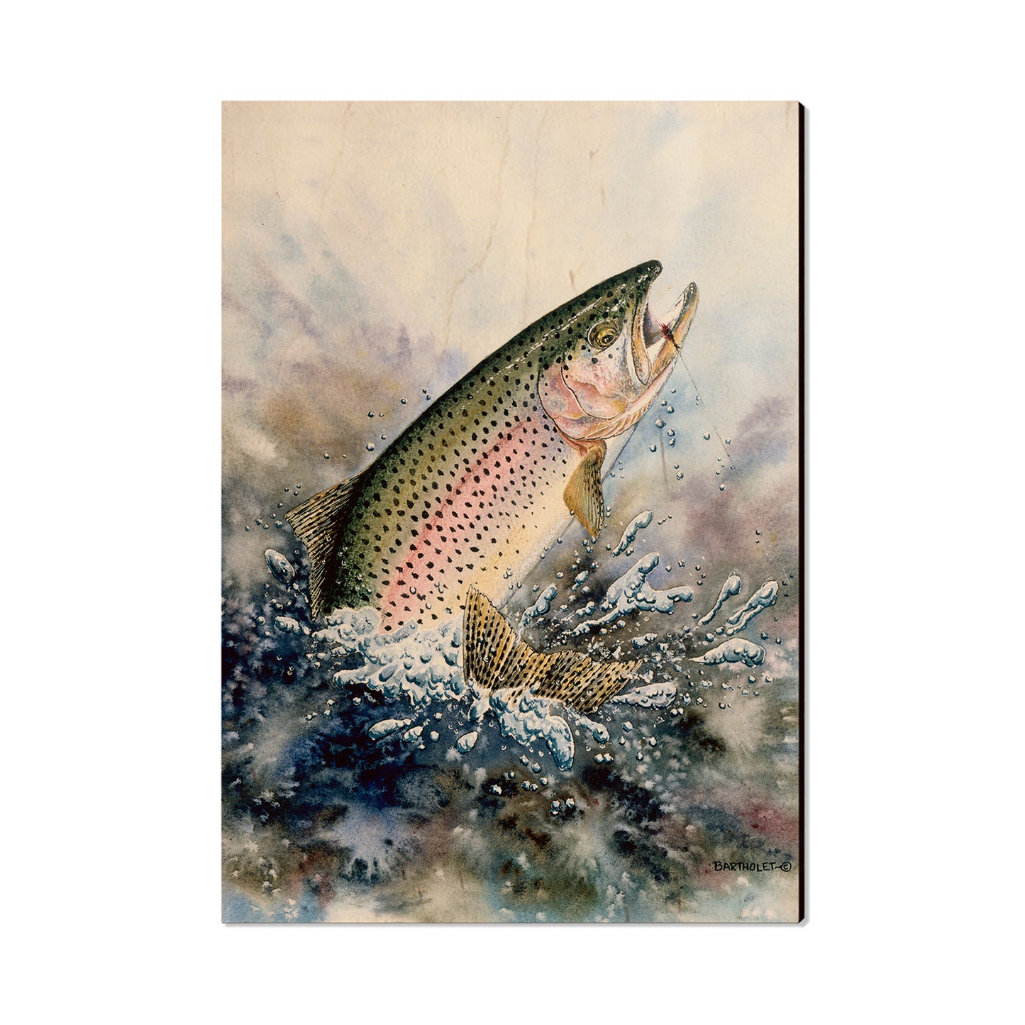 Bartholet's Rainbow Trout  - Classic Edge