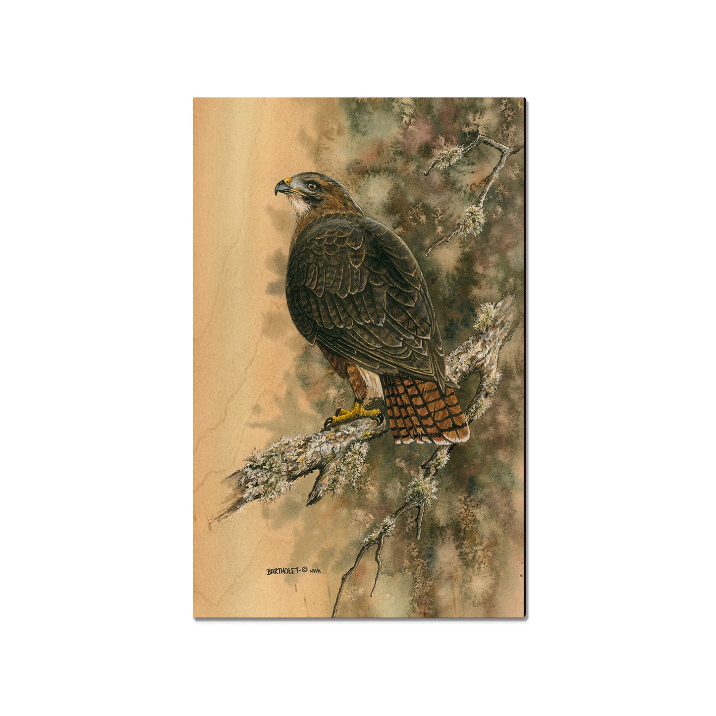 Bartholet's Red Tailed Hawk  - Classic Edge