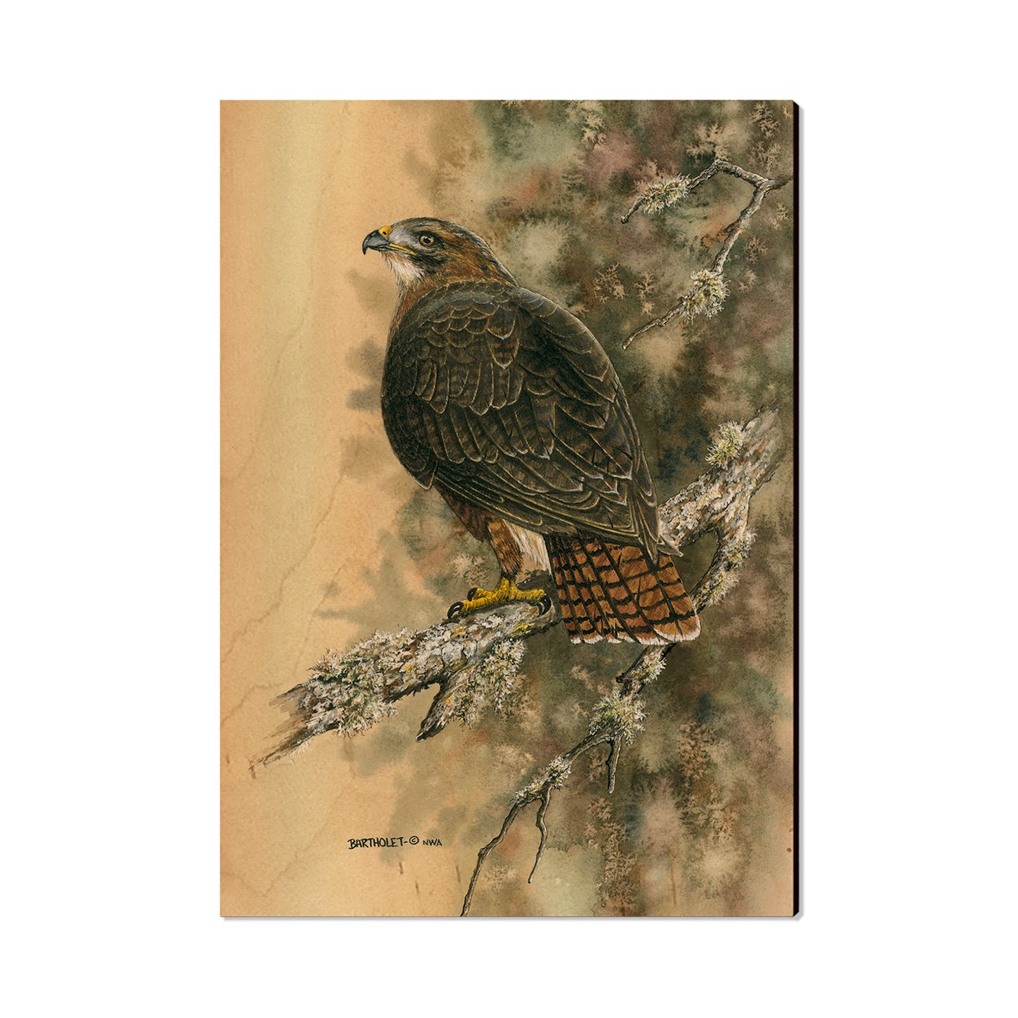 Bartholet's Red Tailed Hawk  - Classic Edge