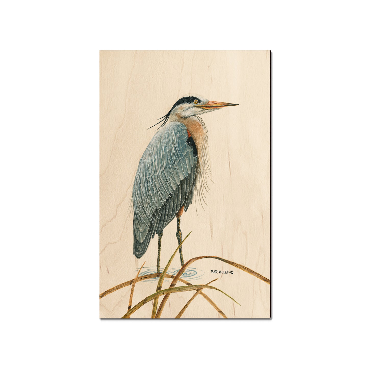 Bartholet's Sentinel Heron  - Classic Edge