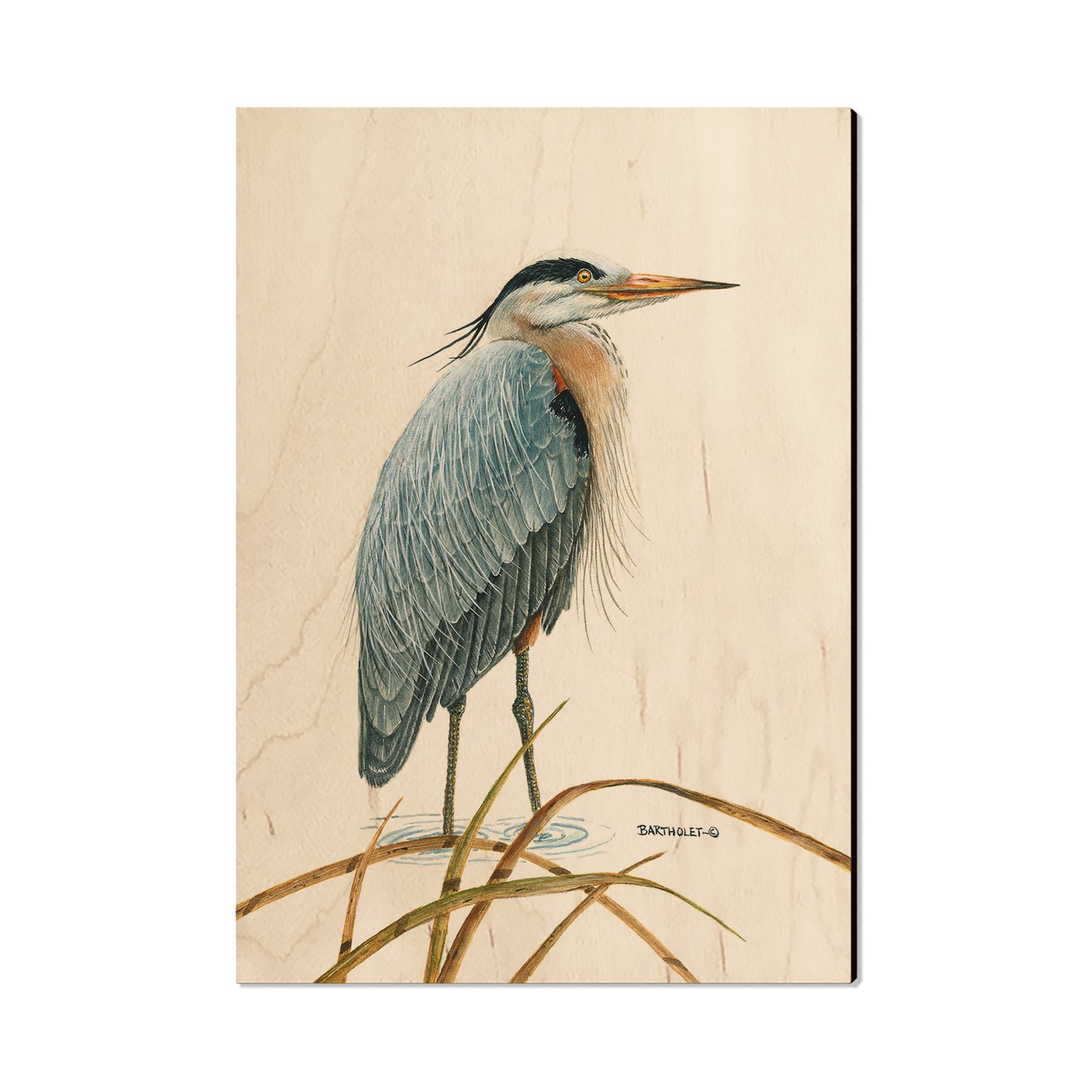Bartholet's Sentinel Heron  - Classic Edge