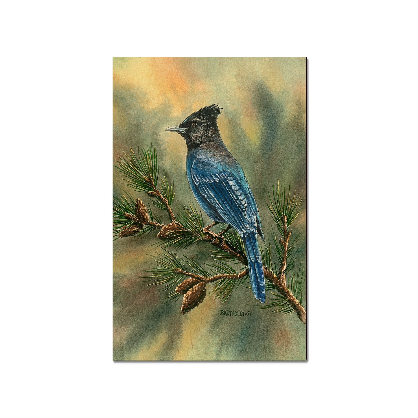Bartholet's Steller's Jay  - Classic Edge