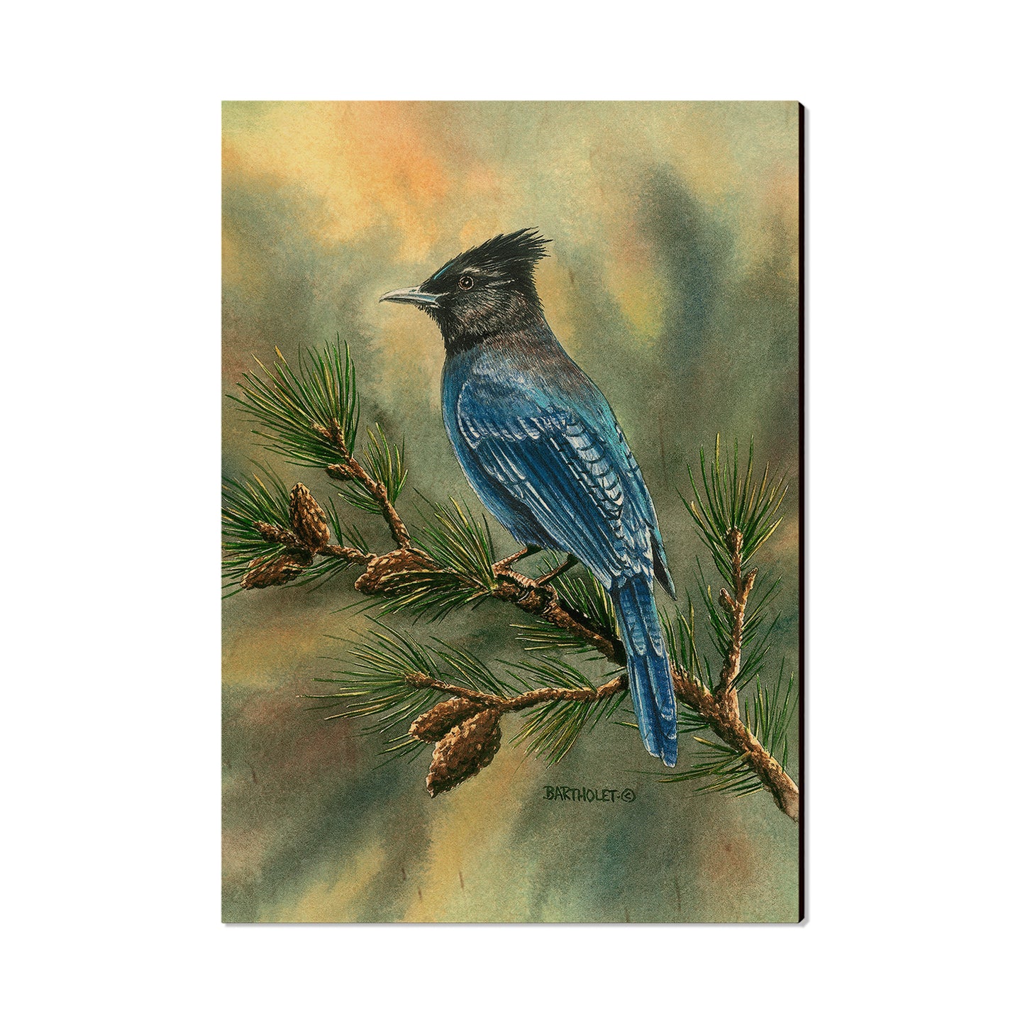 Bartholet's Steller's Jay  - Classic Edge