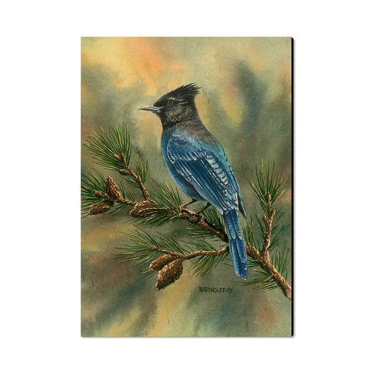 Bartholet's Steller's Jay  - Classic Edge