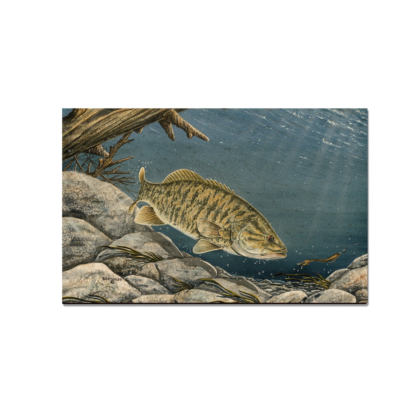 Bartholet's Smallie  - Classic Edge