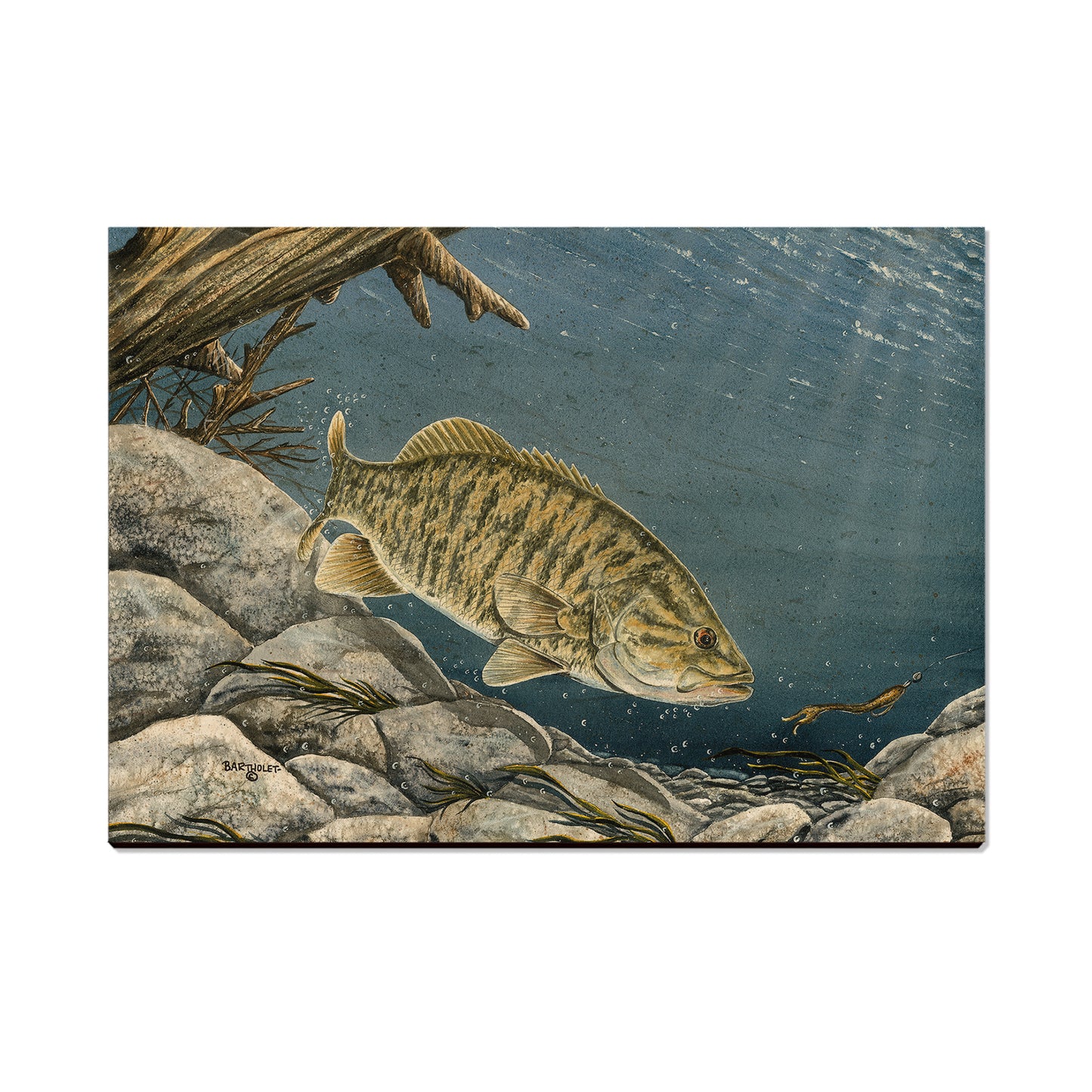 Bartholet's Smallie  - Classic Edge