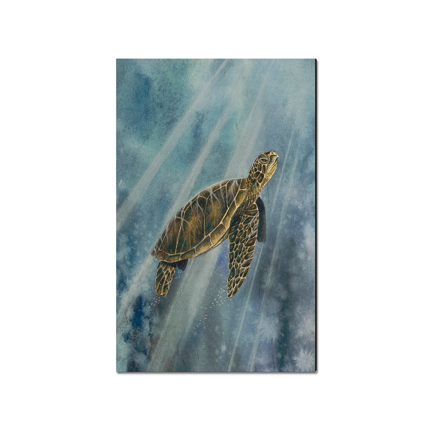Bartholet's Sea Turtle  - Classic Edge